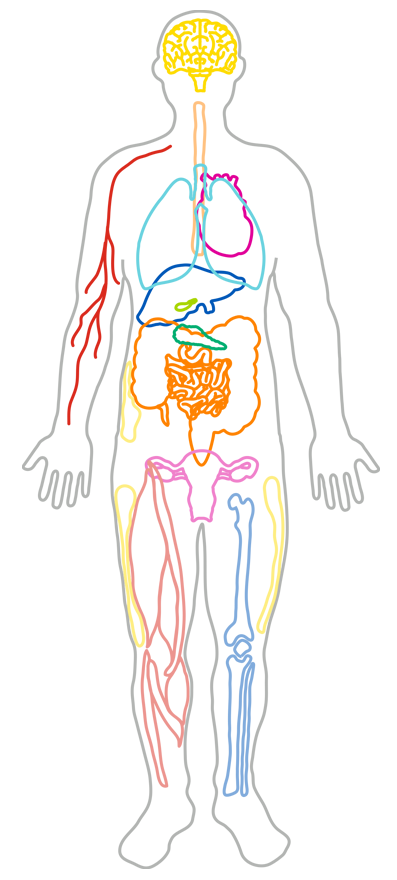 Image of human body with outlines of arteries, lungs, liver, pancreas, muscles, fat cells, brain, esophagus, heart, gallbladder, intestines, uterus and joints.
